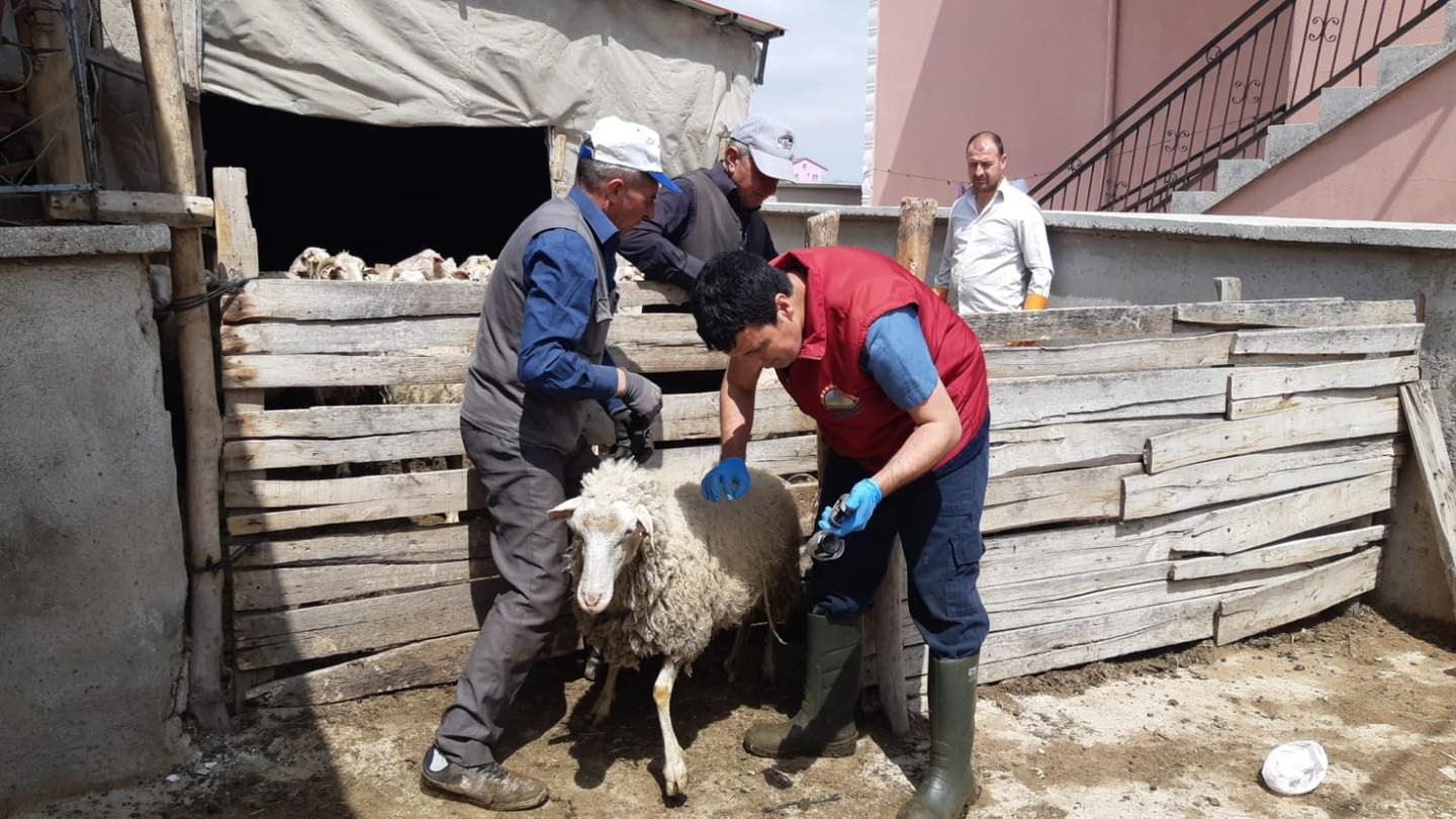 Afyonkarahisar’da Küçükbaş Hayvanlara Aşı Seferberliği