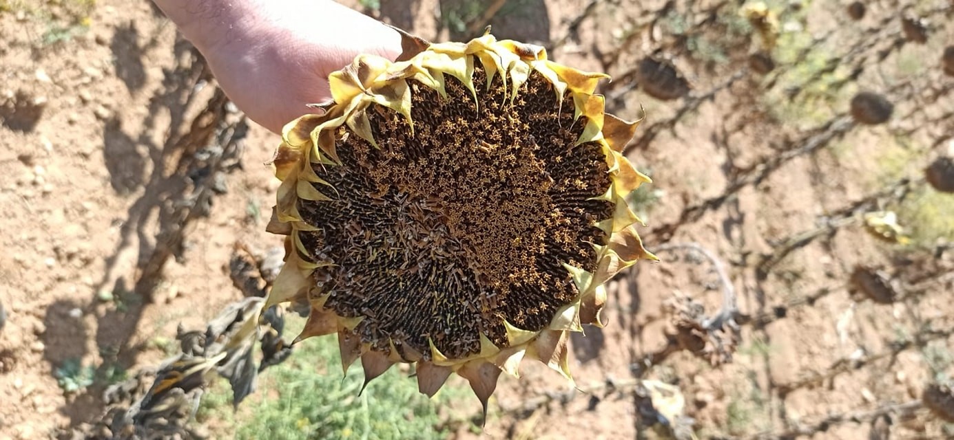 Afyonkarahisar’da Yerli Ayçiçeği Hasadı Devam Ediyor