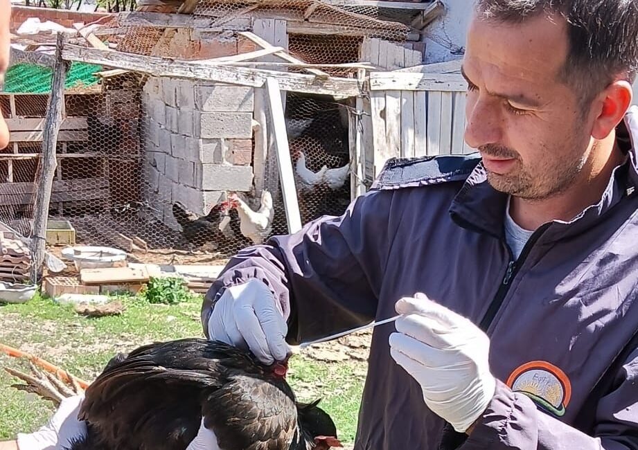 Afyonkarahisar'da Yumurta Üretiminde Sağlık