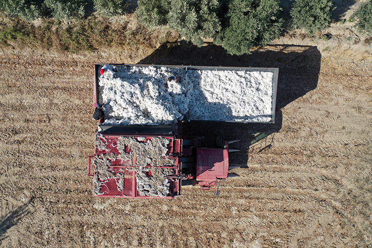 Kuraklık Söke pamuğunda verimi olumsuz etkiledi