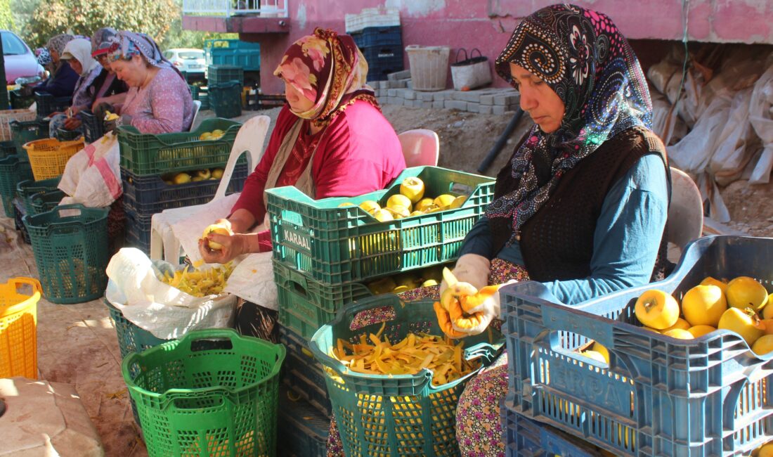 Manisa'nın Alaşehir ilçesinde hasadı