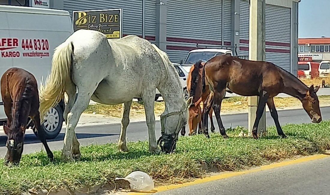  Aydın'ın Efeler ilçesinde karayollarında