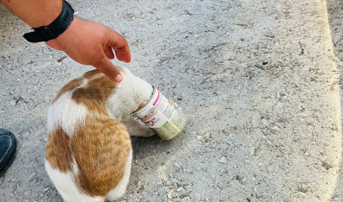 Hatay’da kafasını konserve kutusuna