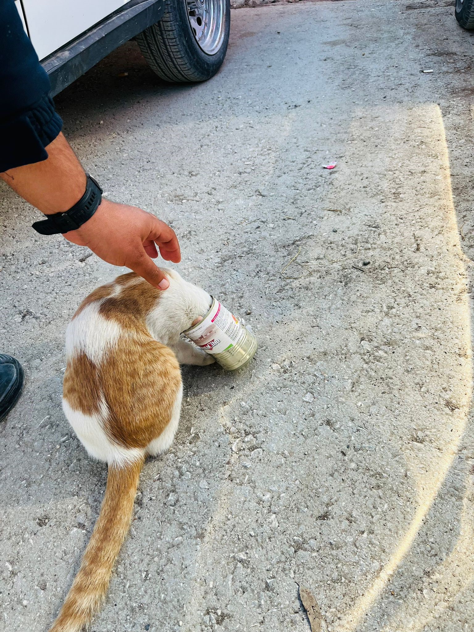 Yaramaz kedi, kafasını konserve kutusuna sıkıştırdı