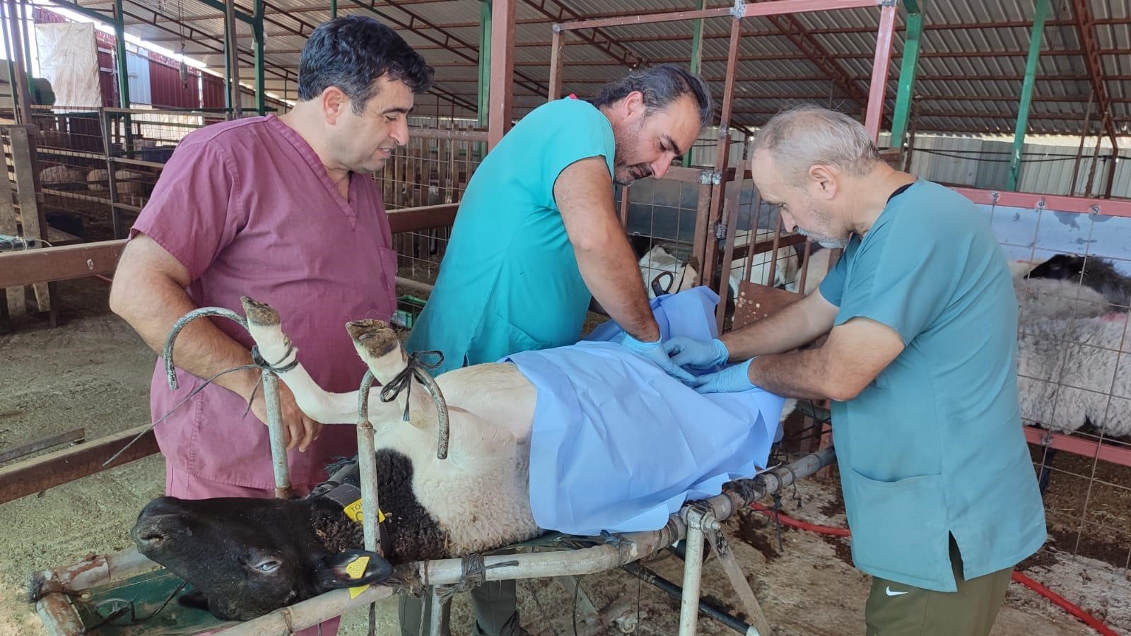 Afrika koyunu için deneme yapılıyor