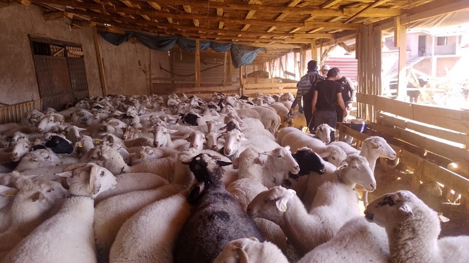 Afyonkarahisar’da şap ve brucella aşısı yapıldı