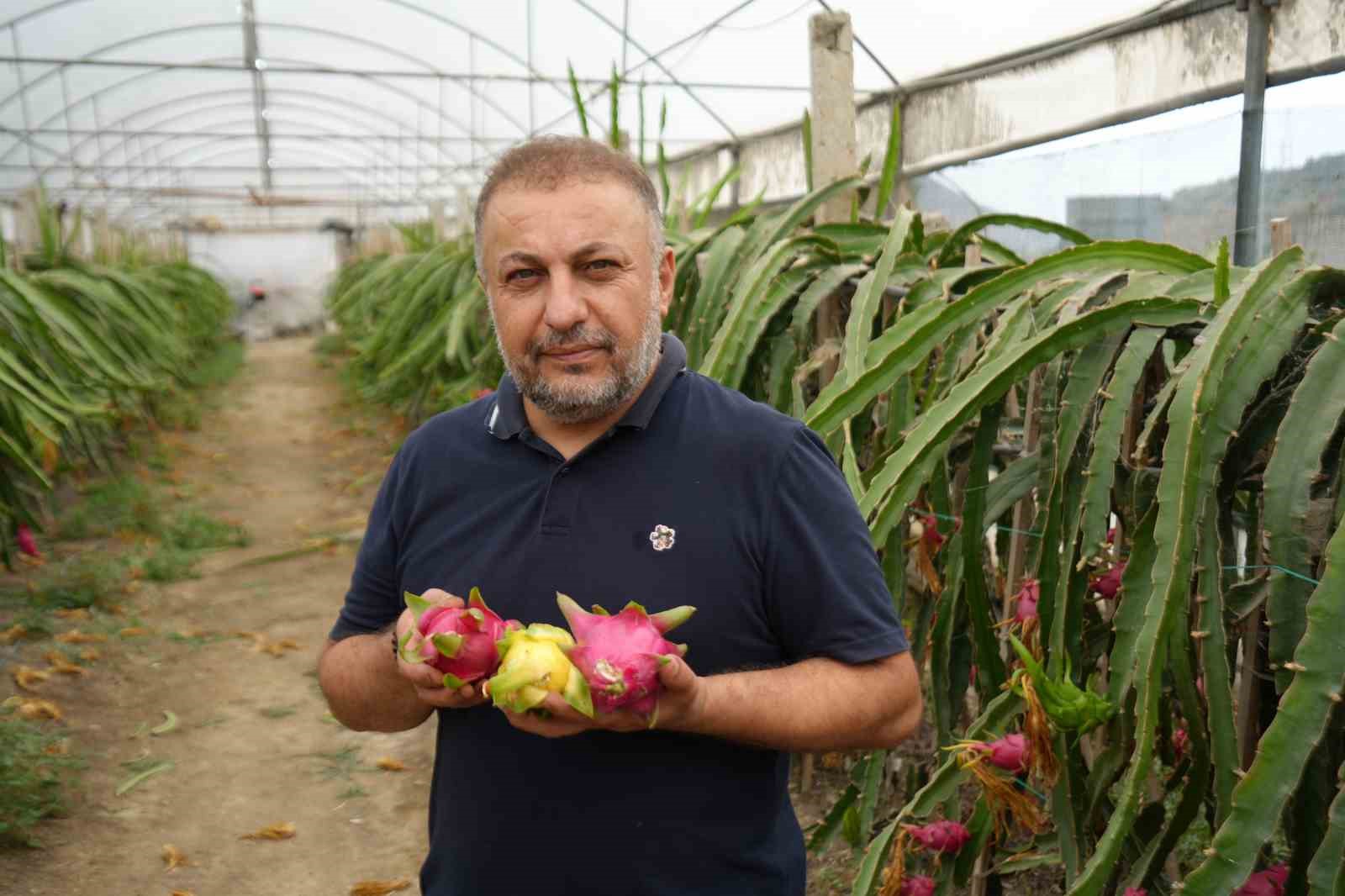 Yılda 5 kez ejder meyvesinin hasadını yapıyor