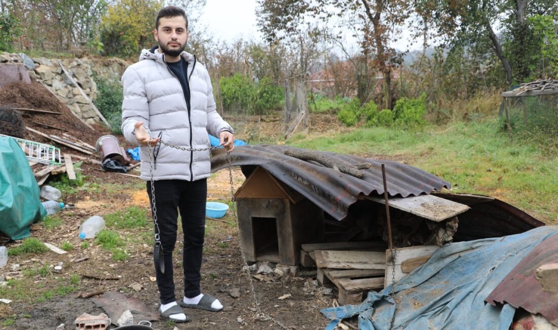 Sakarya'nın Karasu ilçesinde bahçelerinde