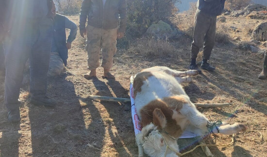 Afyonkarahisar’da ayağı kırıldığı için