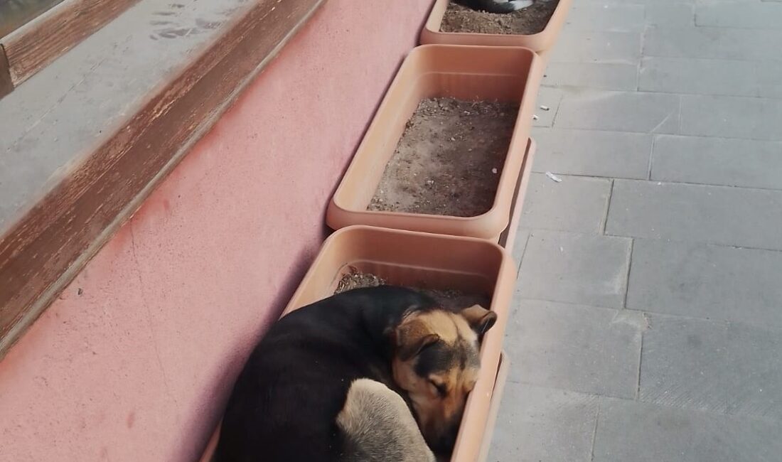 Eskişehir’deki sokak köpekleri, kış