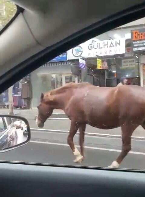 Tekirdağ’ın Süleymanpaşa ilçesinde başıboş