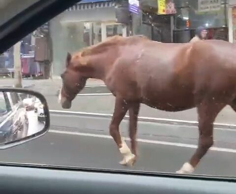 Başıboş atları görenler şaşkınlığa uğradı