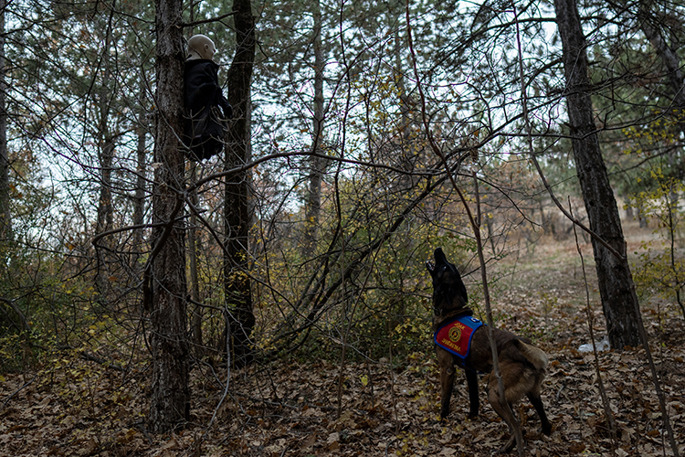 Kadavra arama köpekleri çok etkin