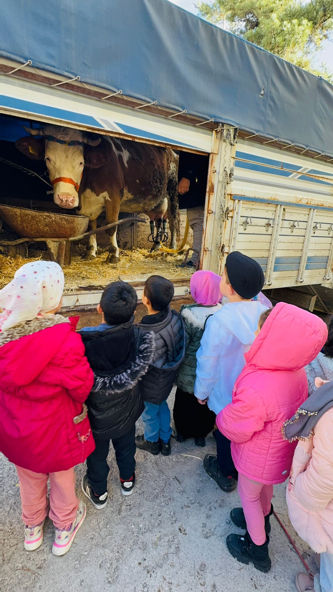 Yerli Malı Haftası’na özel konuk, Buzağı ile en güzel dersi işlediler