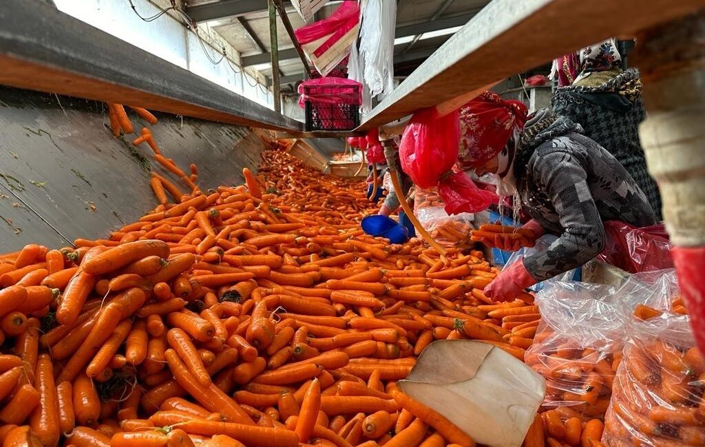 Ankara’nın Beypazarı ilçesinde çiftçilik