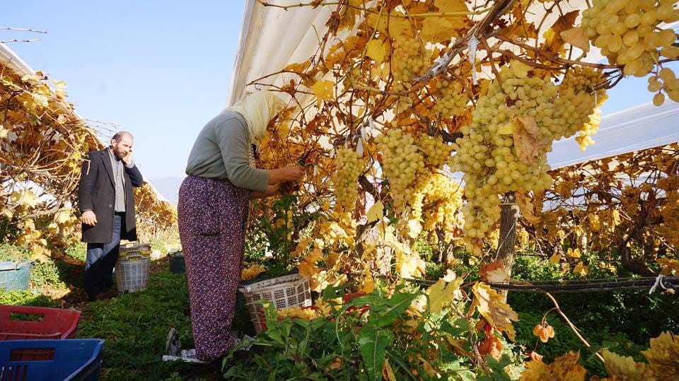 Manisa’nın Sarıgöl ilçesinin dünyaca