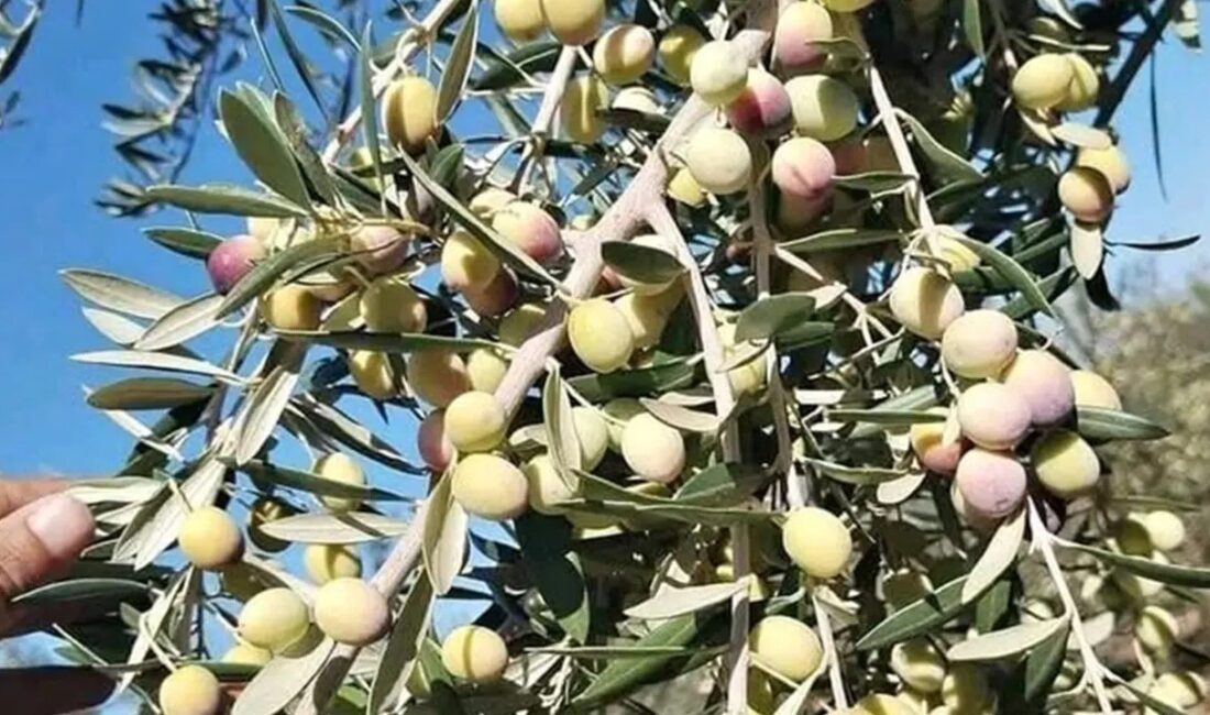 Denizli’de Kale Ziraat Odası