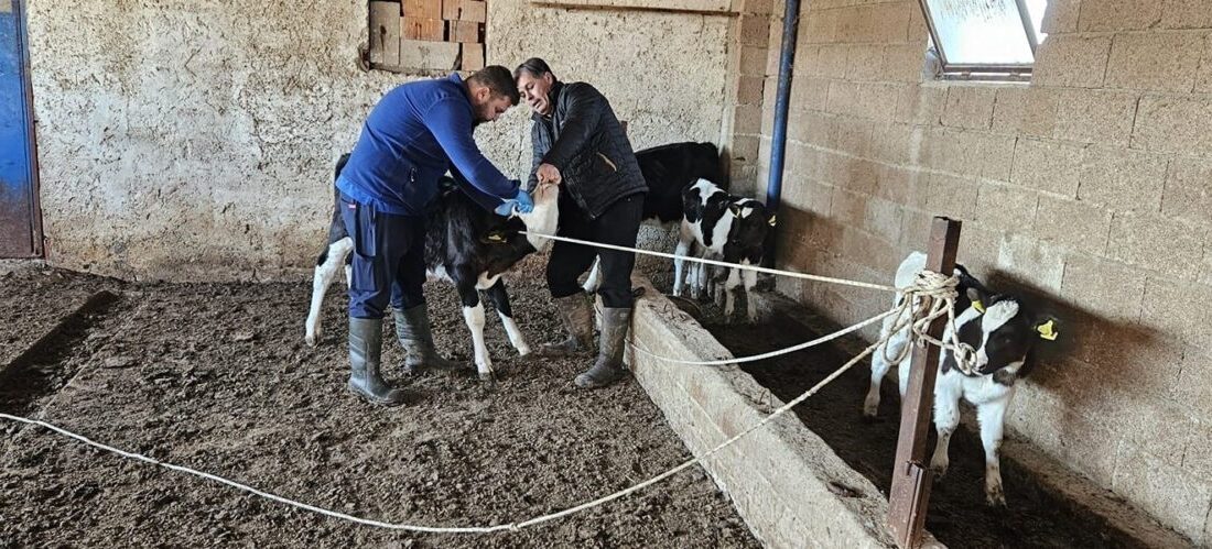 Afyonkarahisar’ın Dazkırı ilçesinde büyük