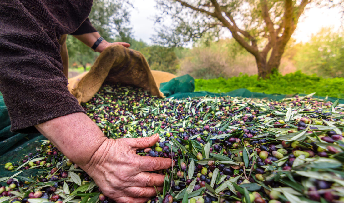 Zeytin ve zeytinyağının bereketin