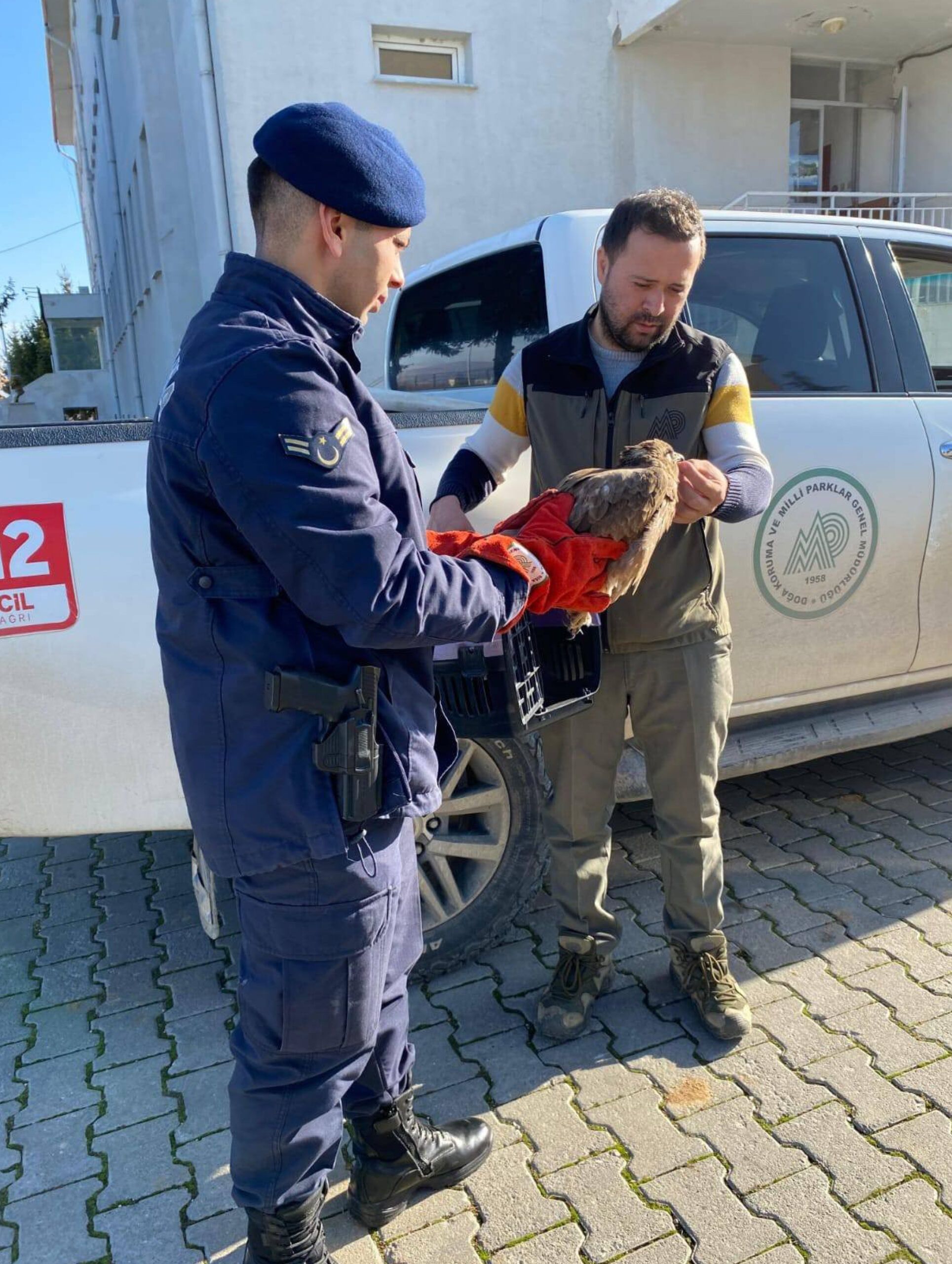 Yaralı kızıl şahini Jandarma buldu