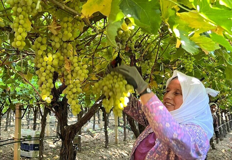 Sarıgöl Ziraat Odası üzüm