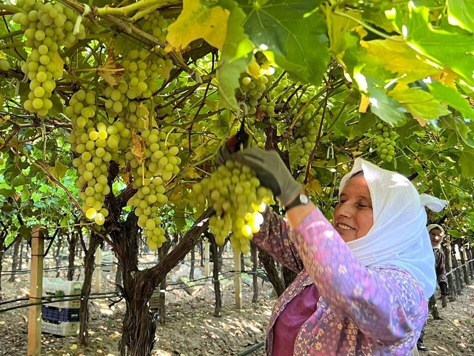 Sarıgöl’de kadın işçi yevmiyeleri 100 TL zamlandı!