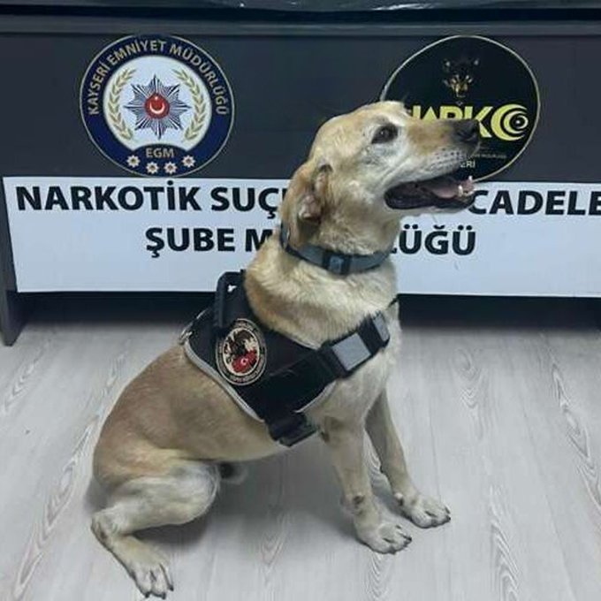 Kayseri’de narkotik arama köpeği Jack sayesinde 28 bin 130 adet uyuşturucu hap ele geçirildi.