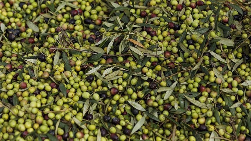 Türkiye’nin zeytin üretimi 2024’te rekora ulaştı