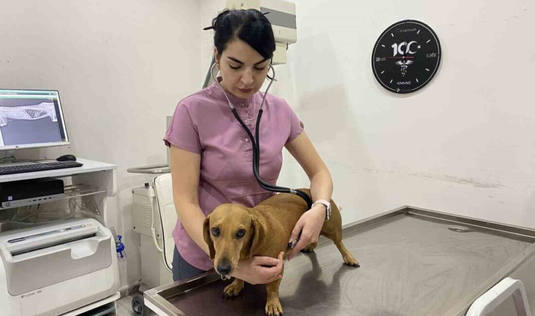 Ana Sayfa › Genel › Kış geliyor! Aşı ve Vitaminleri