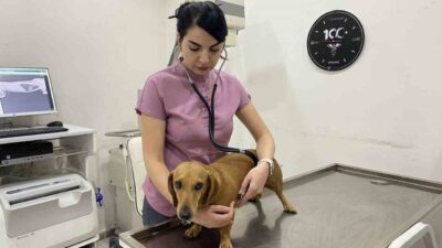 Ana Sayfa › Genel › Kış geliyor! Aşı ve Vitaminleri