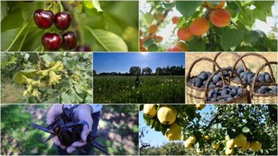 Tarım ve Orman Bakanlığından edinilen bilgiye göre, Türkiye dünyada birçok