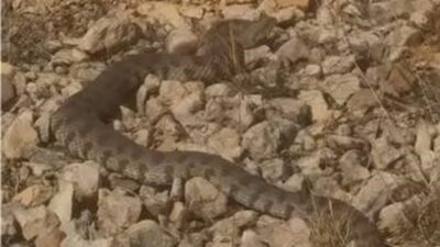 Elazığ merkeze bağlı Kalkantepe köyünde, Türkiye’de yaşayan en zehirli yılan