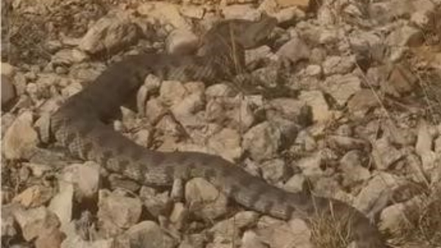 Elazığ merkeze bağlı Kalkantepe köyünde, Türkiye’de yaşayan en zehirli yılan