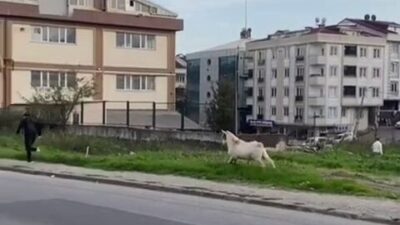 İstanbul Esenyurt’ta Cadde üzerinde aniden koşmaya başlayan keçi, kaldırımda yürüyen