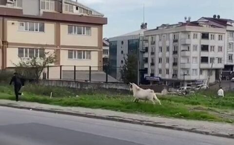 İstanbul Esenyurt’ta Cadde üzerinde aniden koşmaya başlayan keçi, kaldırımda yürüyen