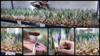 4 ay önce üniversiteden mezun olan ve safran üretimi için