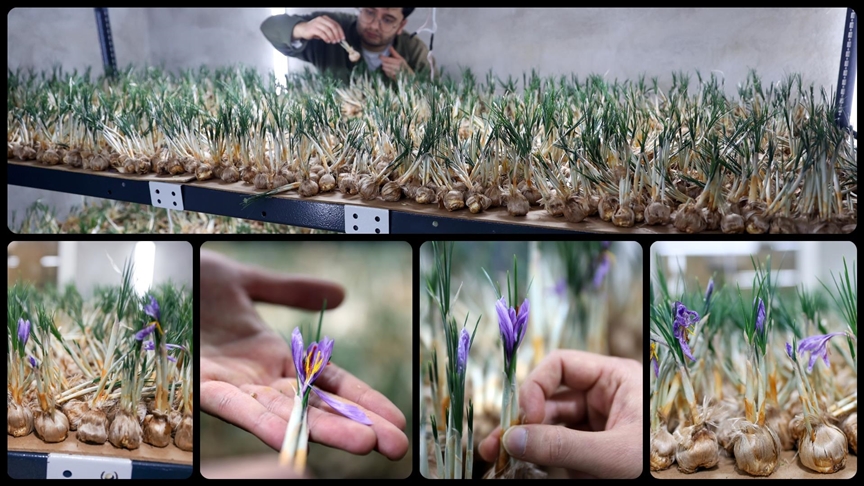 4 ay önce üniversiteden mezun olan ve safran üretimi için