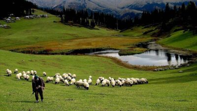 Tarım ve Orman Bakanlığı tarafından hazırlanan “Hayvancılık Desteklemeleri Uygulama Tebliği’nde