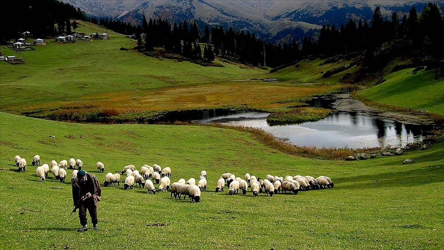 Tarım ve Orman Bakanlığı tarafından hazırlanan “Hayvancılık Desteklemeleri Uygulama Tebliği’nde