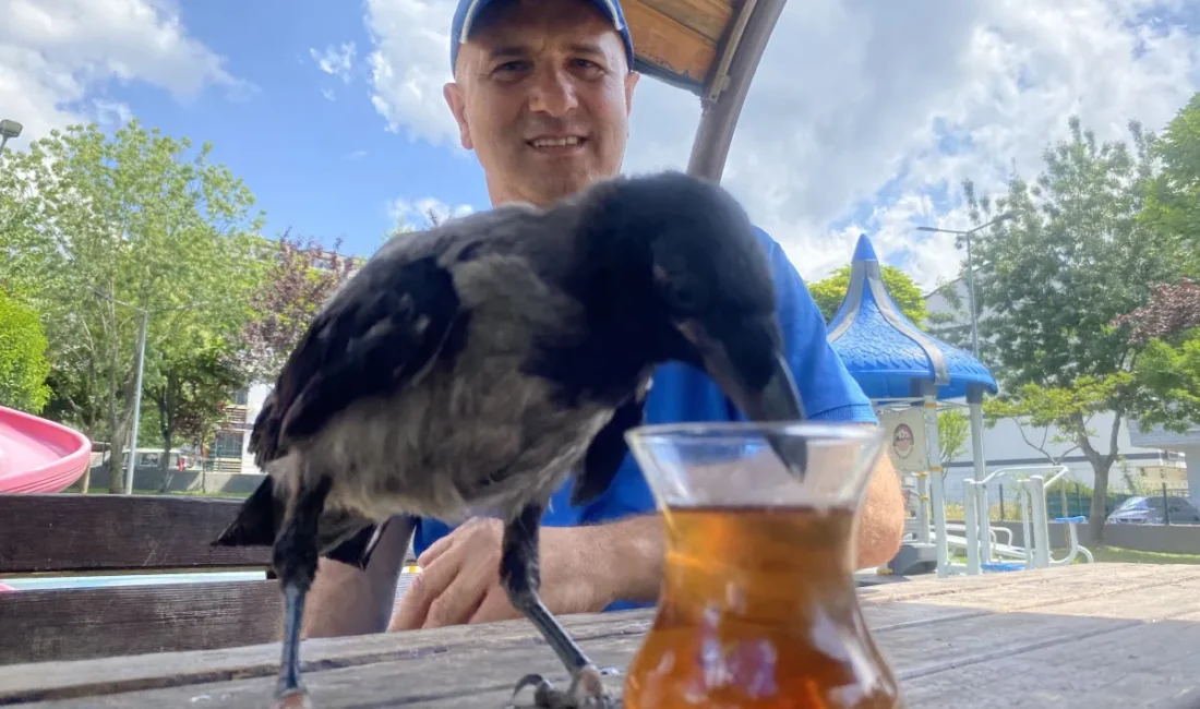 Ömer Tek, yol kenarında yaralı halde bulduğu yavru kargayı tedavi