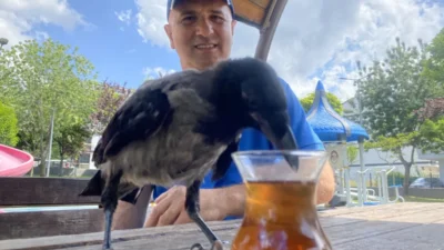 Ömer Tek, yol kenarında yaralı halde bulduğu yavru kargayı tedavi