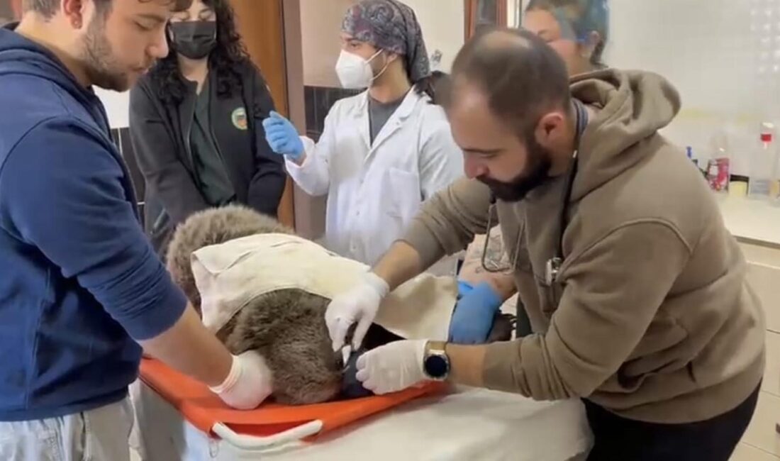 Sarıkamış’ın Bozat köyü yakınlarında yol kenarında bitkin halde bulunan yavru