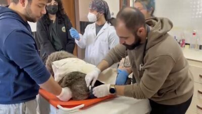 Sarıkamış’ın Bozat köyü yakınlarında yol kenarında bitkin halde bulunan yavru