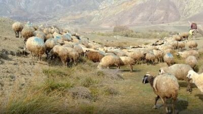 Başpınar köyünde kimliği belirsiz kişiler, şap hastalığından telef olan büyükbaş