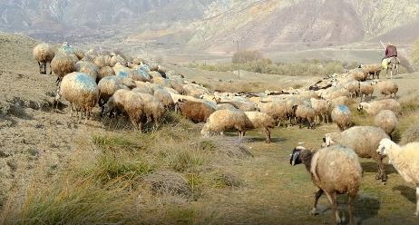 Başpınar köyünde kimliği belirsiz kişiler, şap hastalığından telef olan büyükbaş