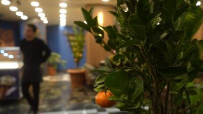 Muş’ta kafe işletmecisi Nezir Yolcu, Siirt’ten getirdiği mandalina fidelerini saksılarda