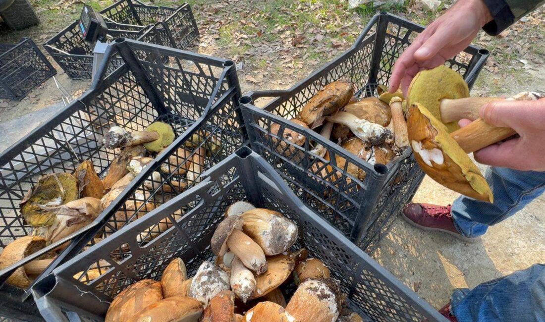 Tekirdağ’ın Istranca Ormanları’nda bu yıl ağustos sonu ve eylül ayında