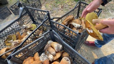 Tekirdağ’ın Istranca Ormanları’nda bu yıl ağustos sonu ve eylül ayında