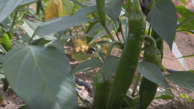 Yüksek acılığı ve lezzeti ile kendine has bir araması olan