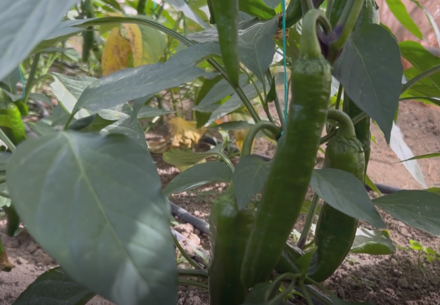 Yüksek acılığı ve lezzeti ile kendine has bir araması olan